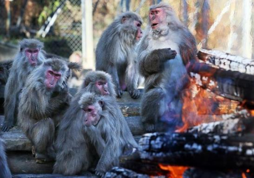 南京nss8培训班：150只日本猴抢夺烤红薯，围篝火堆伸手取暖模样搞笑