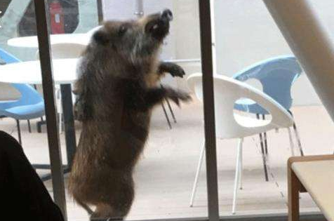 eju留考培训：日本古都屡遭“不速之客”袭扰