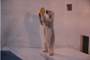 bjt日语培训：熊本震后无客来 人气北极熊空虚寂寞冷习得自娱自乐?