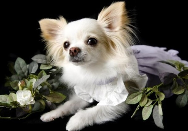 jsst培训：男子不慎养死上司的狗 为掩盖死因把自己房子烧了