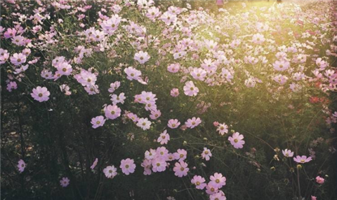 jlpt考试辅导:jlpt阅读理解试题 jlpt考试辅导:jlpt阅读理解试题