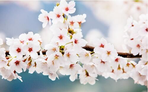 jlpt考试培训:jlpt n2文字词汇学习(9) jlpt考试培训:jlpt n2文字词汇学习(9)