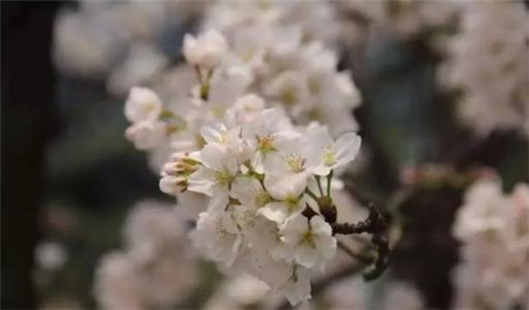 jlpt考试培训：jlpt n2文字词汇学习（10）